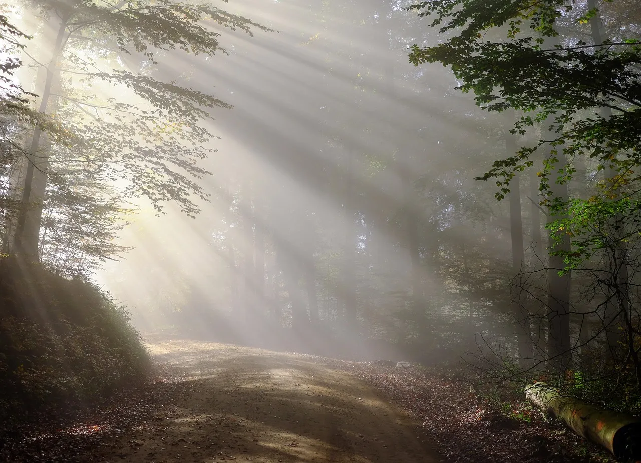 A road shrouded in morning fog