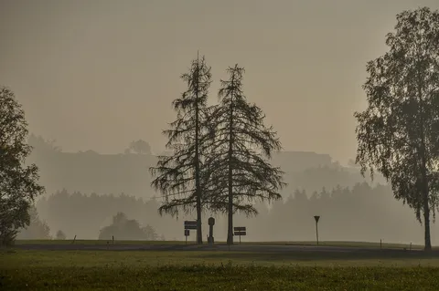 Samochody jadące drogą we mgle o poranku