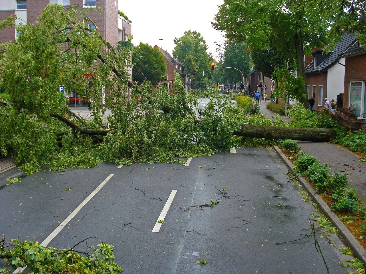 A fallen tree blocking a road after a storm