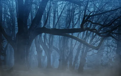 Mroczny, mglisty las nocą – ilustracja do horroru