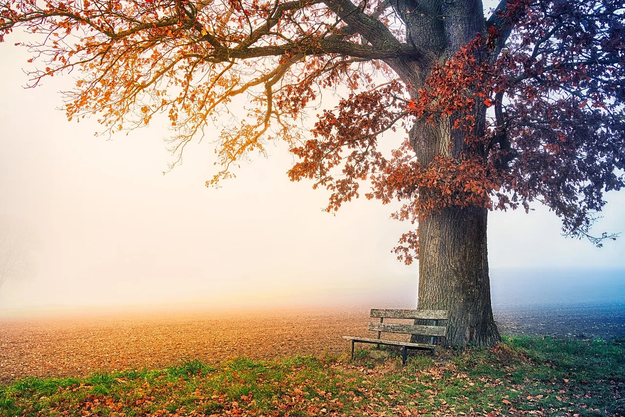 Autumn countryside covered in fog