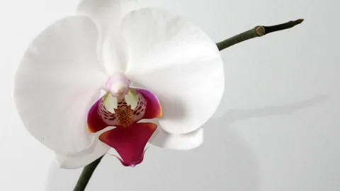 Orchids at home: how to water, repot and get them to flower again