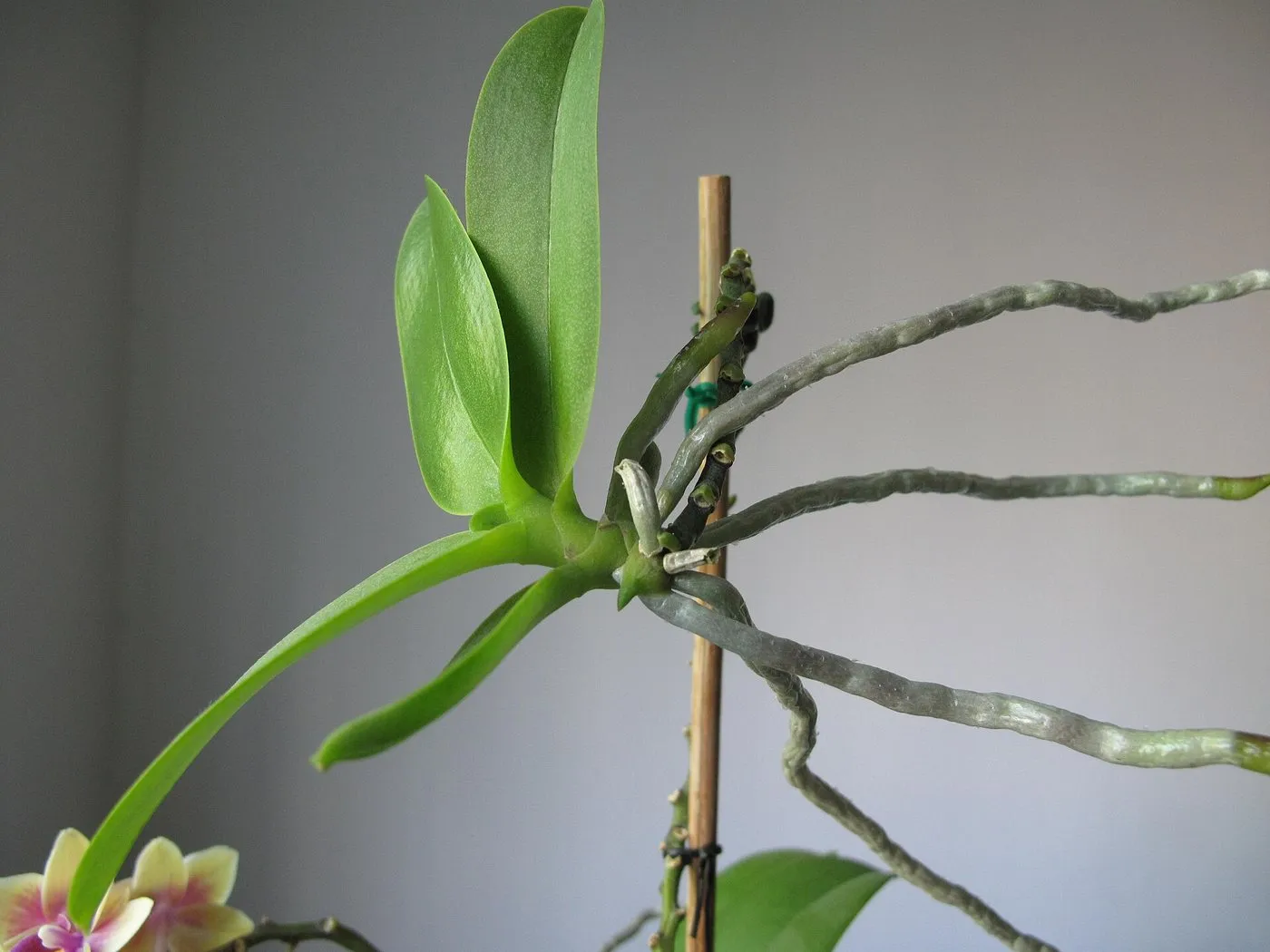 Young orchid plantlet with leaves and long roots growing from a flower spike tied to a bamboo cane
