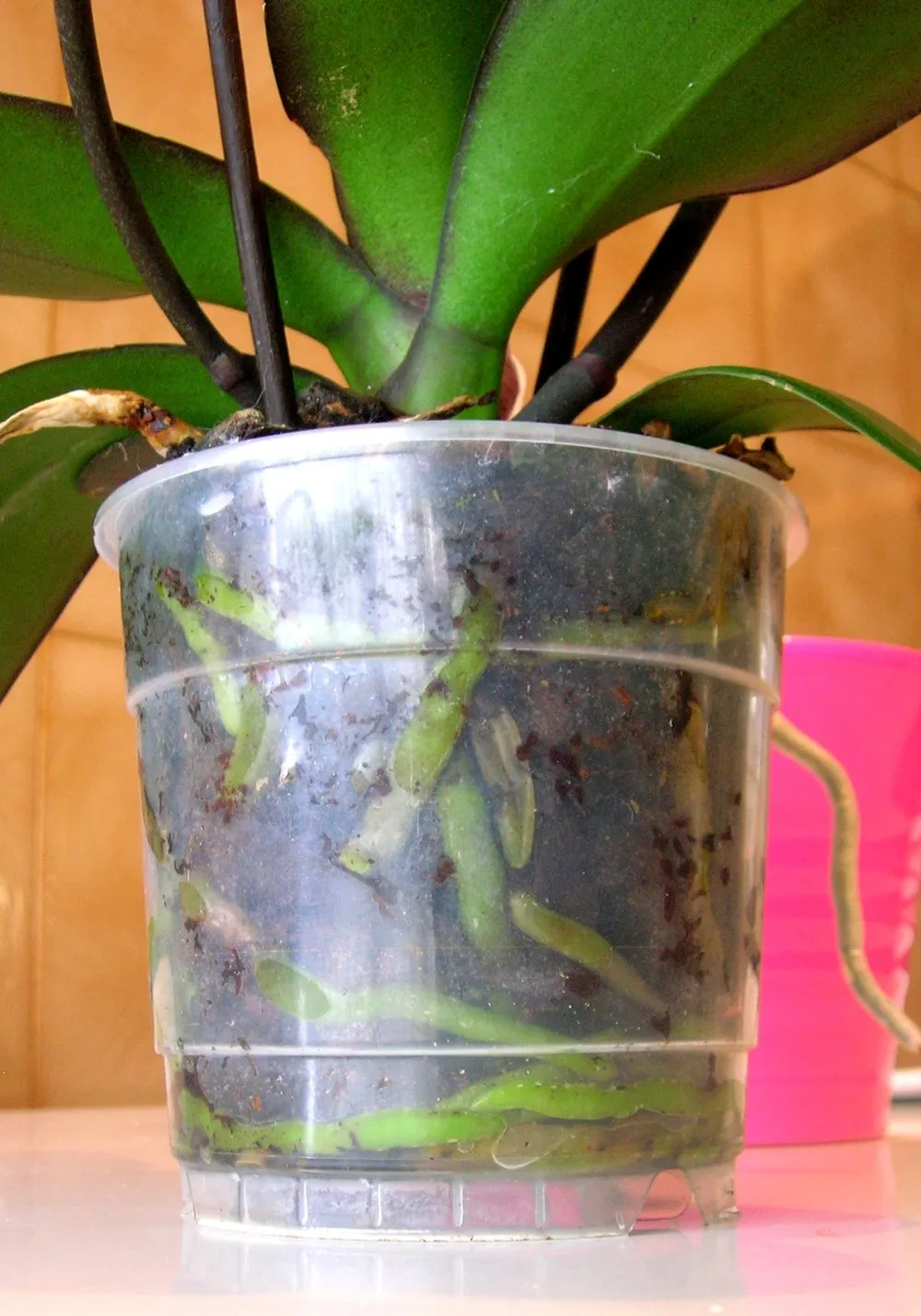 Moth orchid in a clear plastic pot, with green roots visible in the bark
